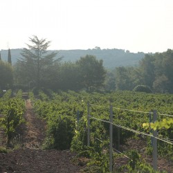 vendanges 1