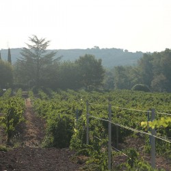 vendanges 1