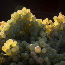 vendanges 2