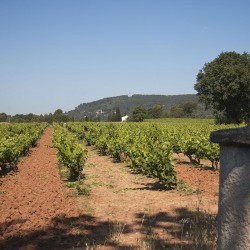 vignoble la maurette 1