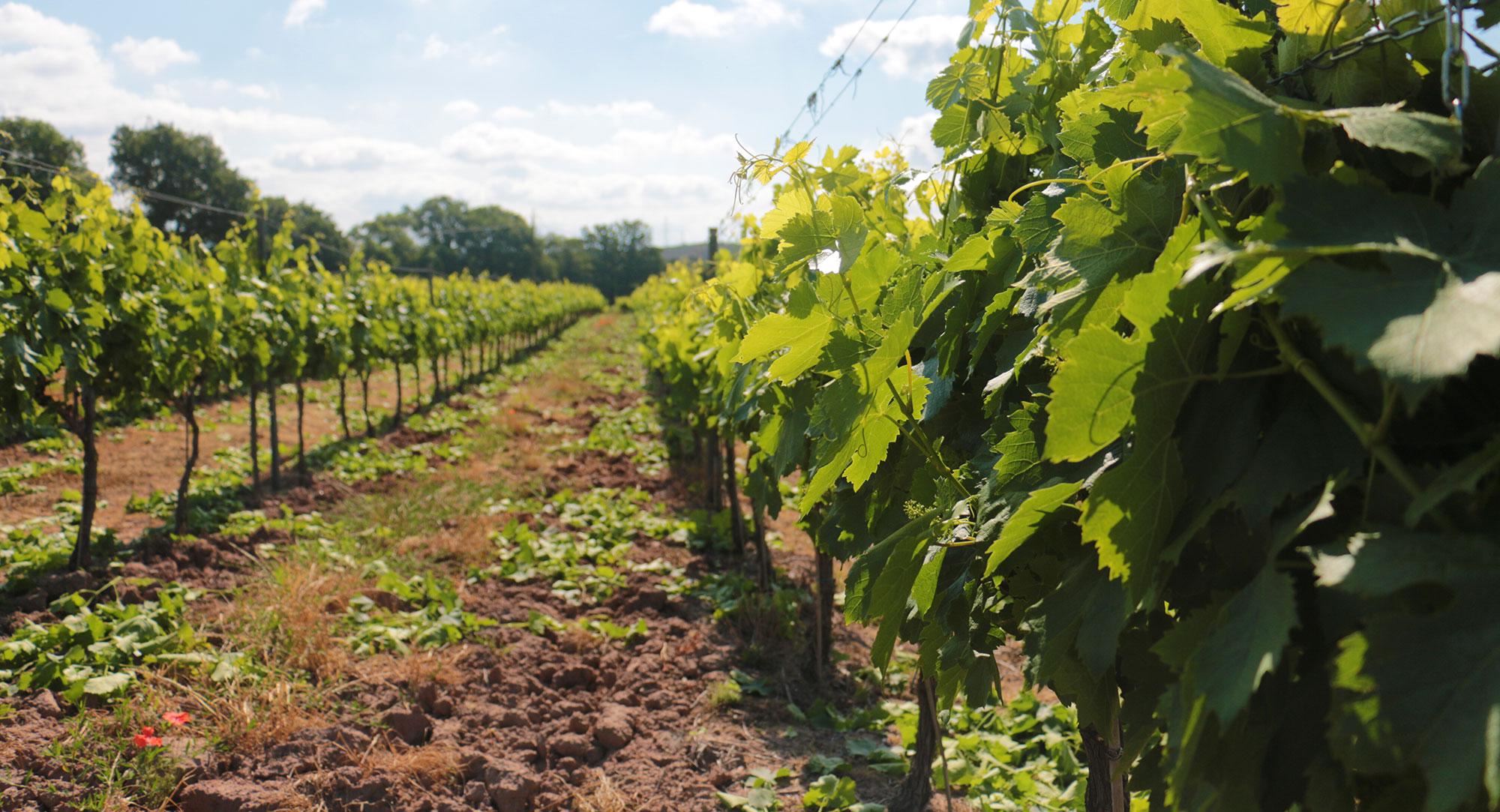 vignoble-la-maurette-6-crop2